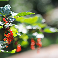 Oleg's summer_36_web.jpg