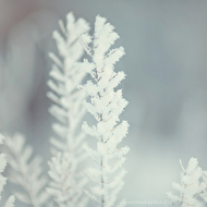 photo_print-8 copy.jpg