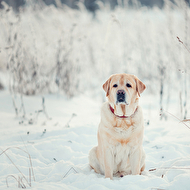 photo_print-25 copy.jpg