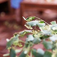 Linden's Mood.0031.JPG