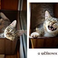 ����� �������