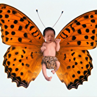 Milarna butterfly.jpg