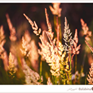 MC9A3371 � ��.jpg