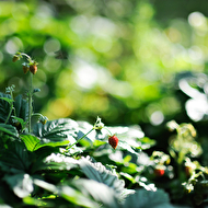 Oleg's summer_16_web.jpg