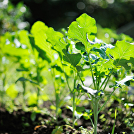 Oleg's summer_35_web.jpg