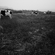 Reinike Lada otbor 008.jpg